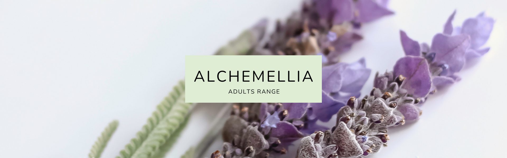 Alchemellia (adults)